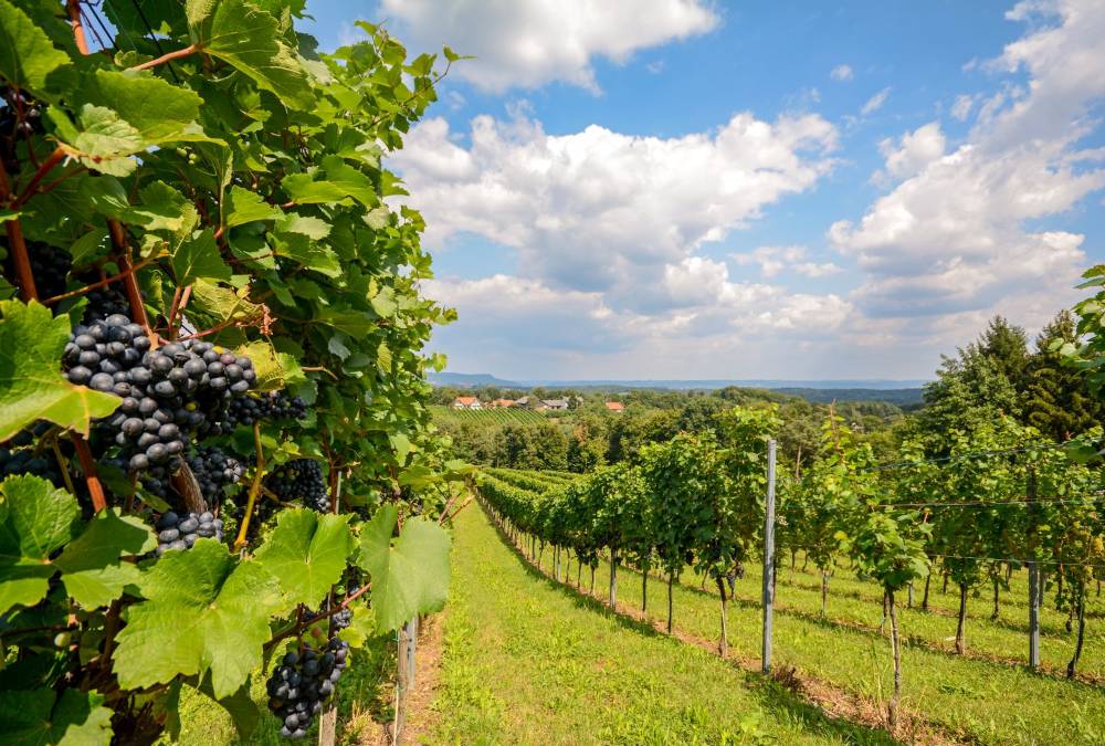 Wandern durch die Weinberge im Sausal, Südsteiermark